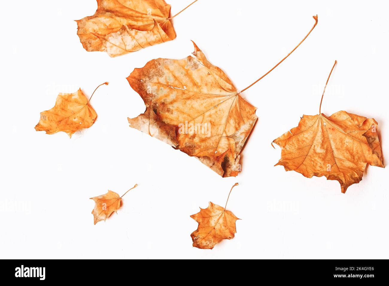 Herbstkomposition. Getrocknete Blätter auf weißem Hintergrund. Herbst, Herbst, Danksagetag Konzept. Flach liegend, Draufsicht, Kopierbereich Stockfoto