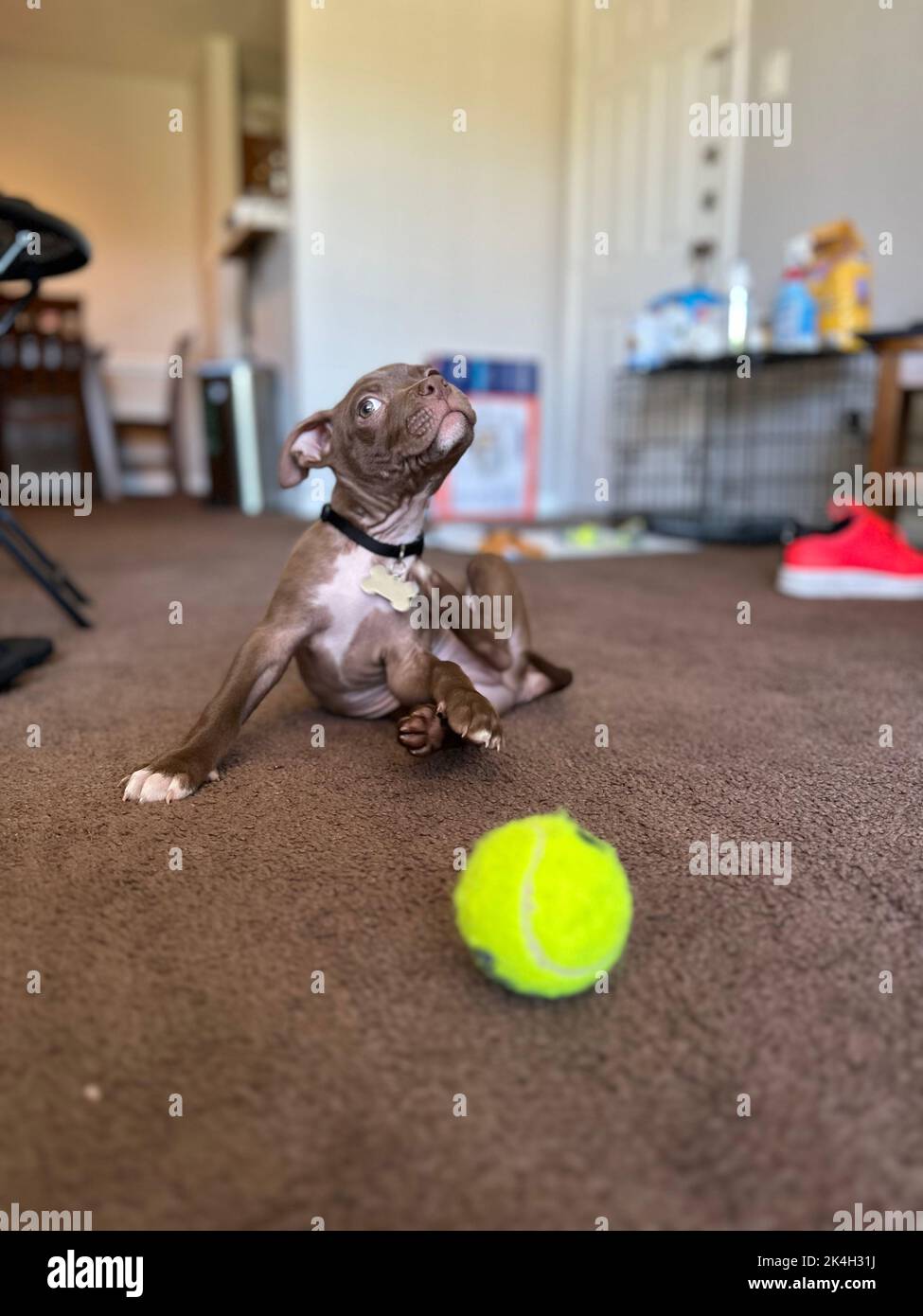 Ein süßer Pitbull-Welpe, der mit einem Tennisball spielt Stockfoto