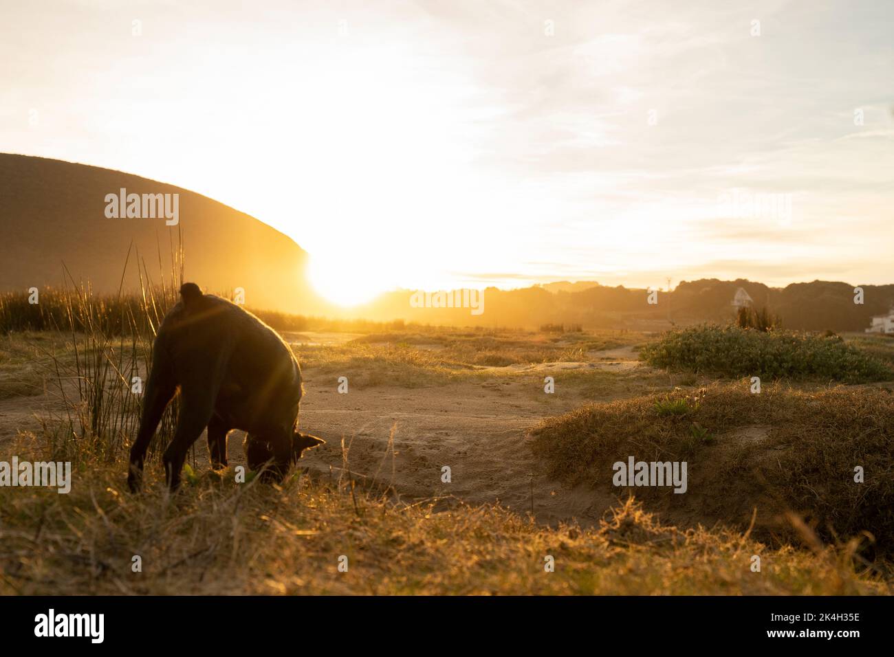 Kleiner schwarzer Hund, der bei Sonnenuntergang auf dem Land einem Geruchssinn folgt Stockfoto