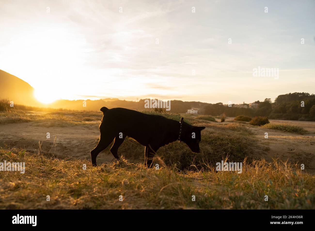 Kleiner schwarzer Hund, der bei Sonnenuntergang auf dem Land einem Geruchssinn folgt Stockfoto