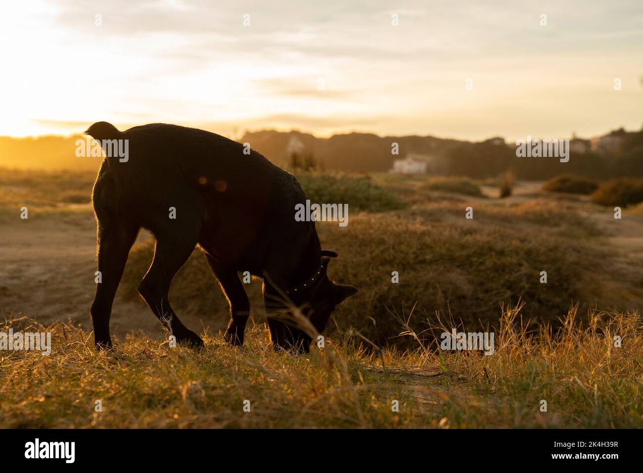 Kleiner schwarzer Hund, der bei Sonnenuntergang auf dem Land einem Geruchssinn folgt Stockfoto