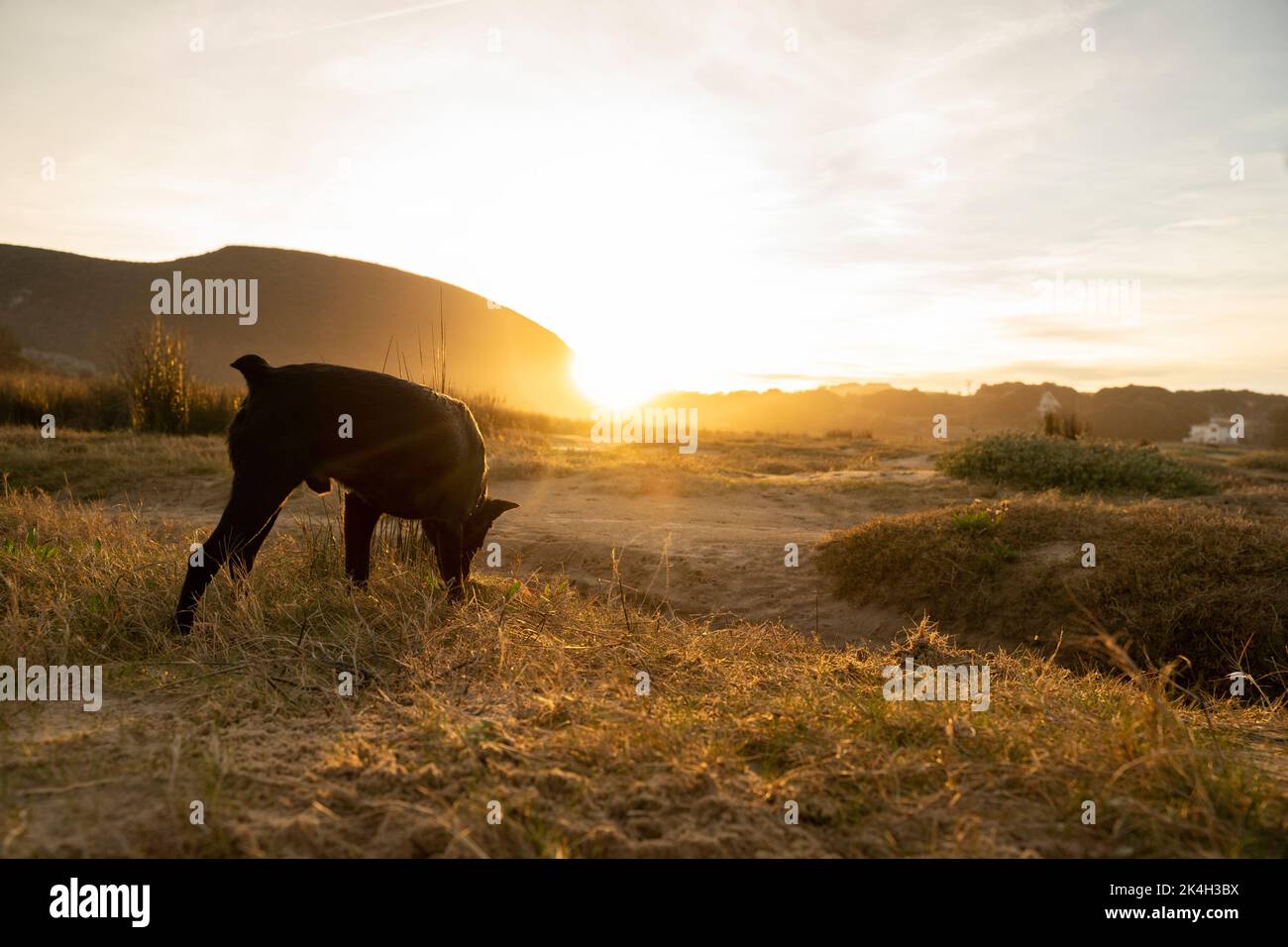 Kleiner schwarzer Hund, der bei Sonnenuntergang auf dem Land einem Geruchssinn folgt Stockfoto