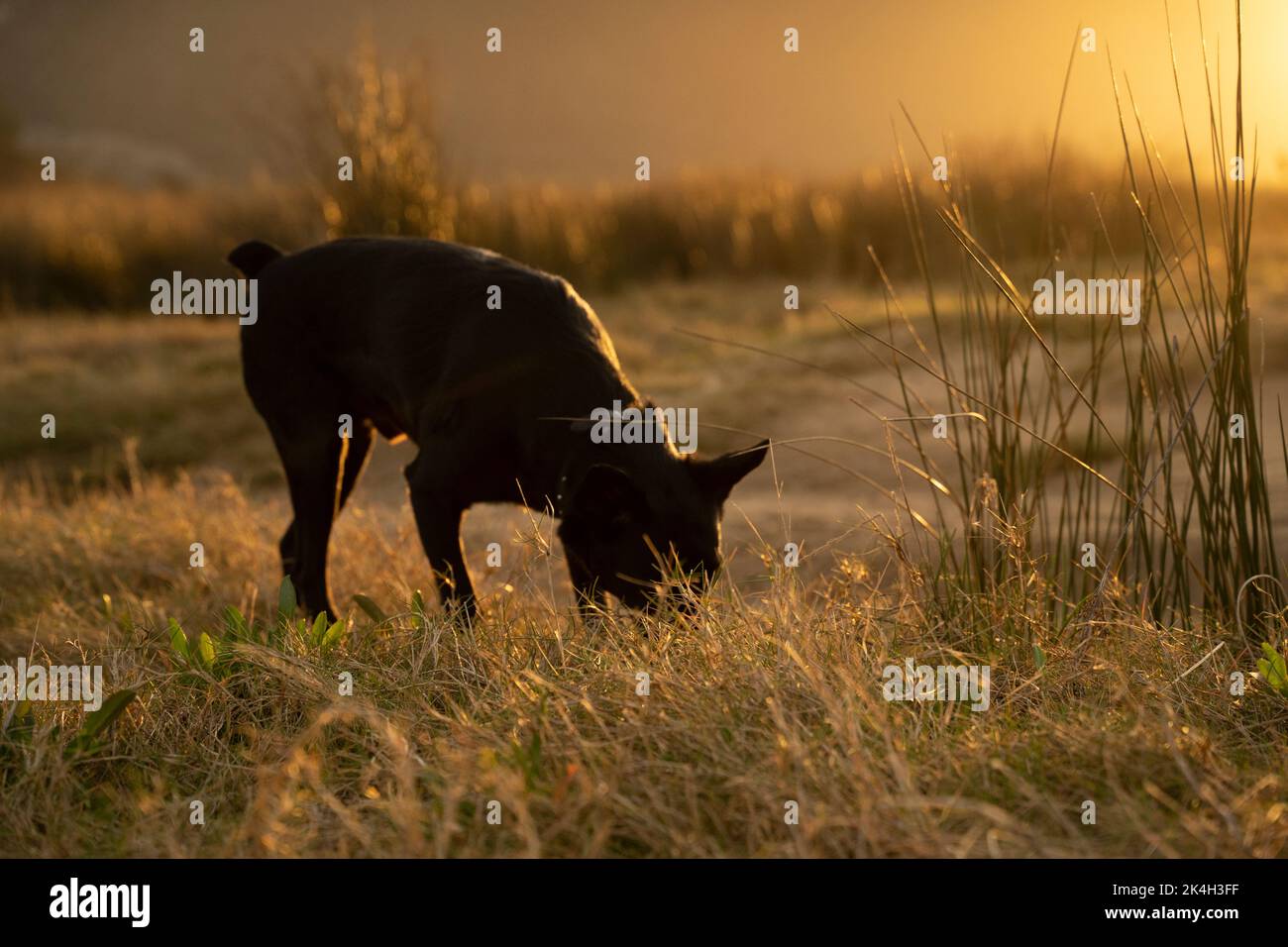 Kleiner schwarzer Hund, der bei Sonnenuntergang auf dem Land einem Geruchssinn folgt Stockfoto