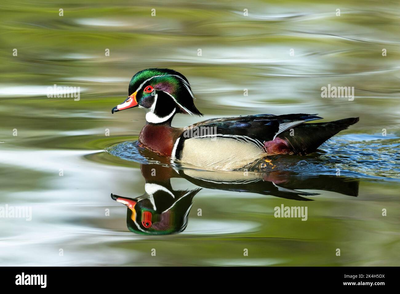 Eine Holzente schwimmend friedlich in einem schönen See mit Reflexionen. Stockfoto
