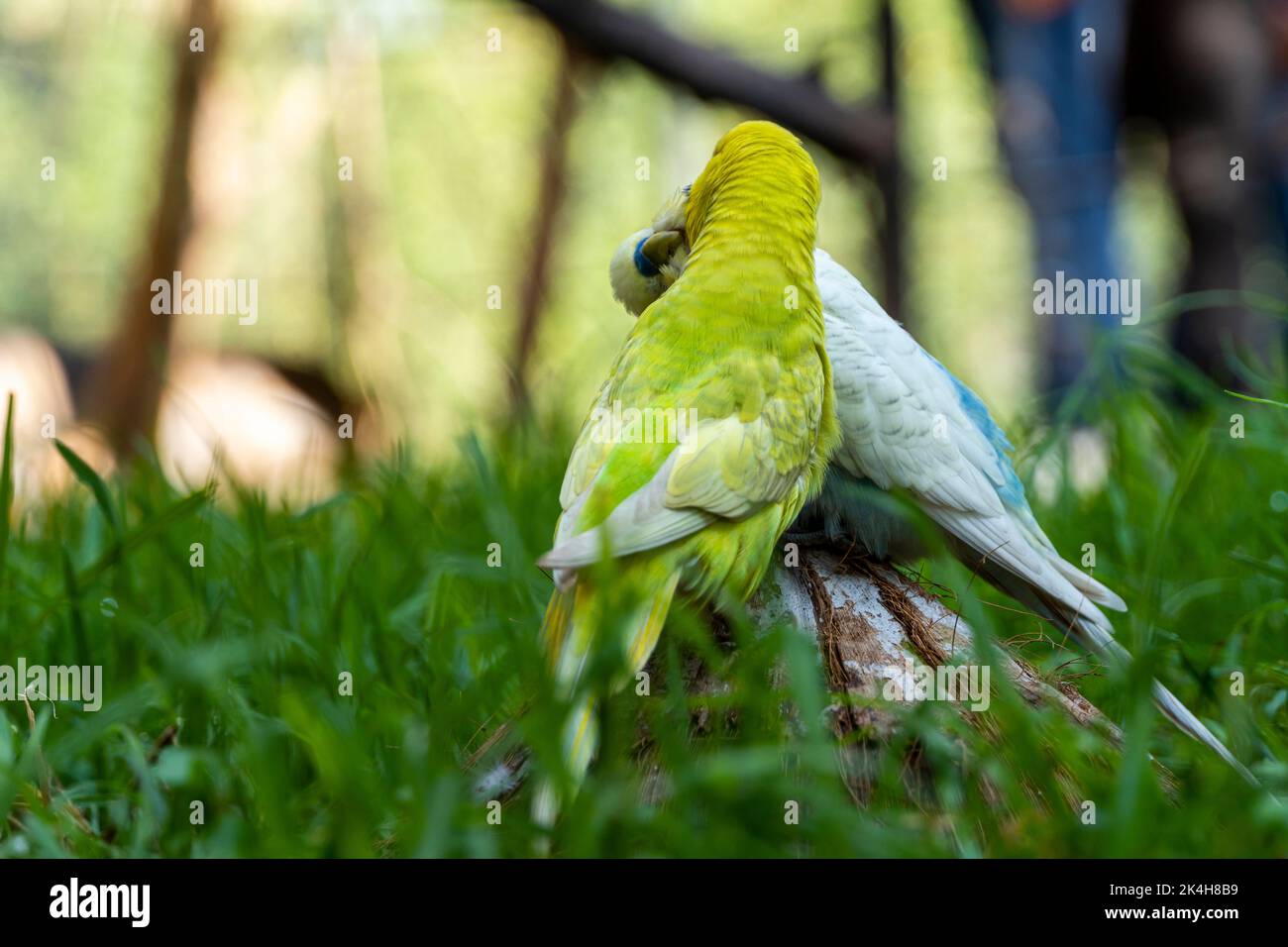 Zwei liebende Vögel, die im Gras spielen, ein gelbgrüner und ein blauweißer, kleiner Sittich, Hintergrund mit Bokeh mexiko Stockfoto