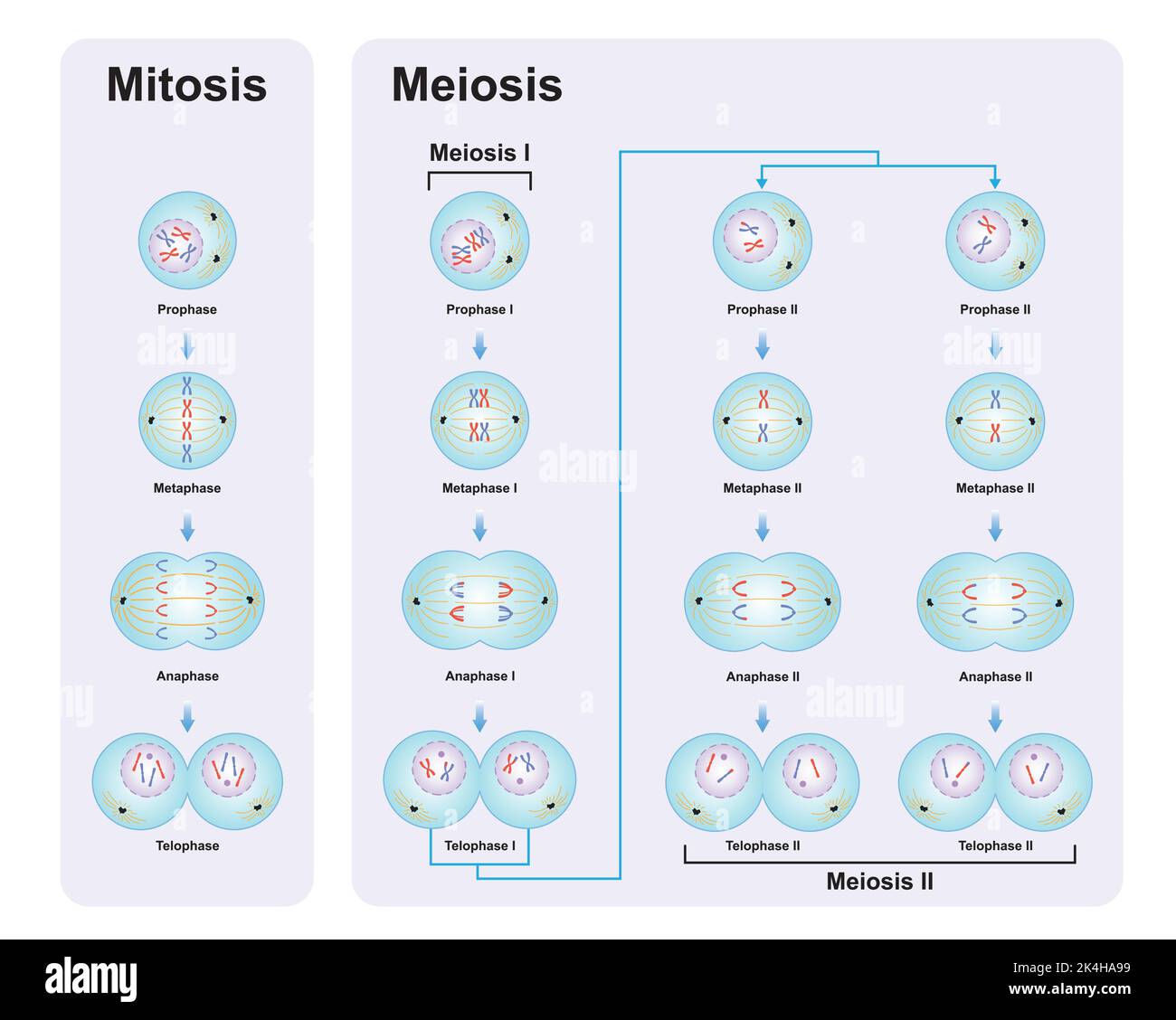 Wissenschaftliche Entwicklung von Unterschieden zwischen Meiose und Mitose. Bunte Symbole. Vektorgrafik. Stock Vektor