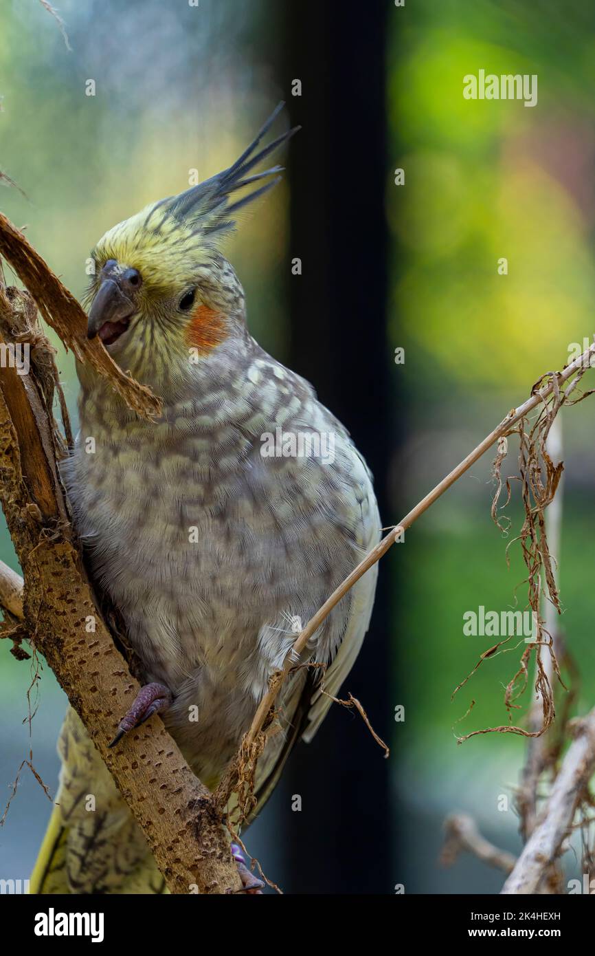 Nymphicus hollandicus, farbenfroher Vogel mit Bokeh im Hintergrund, gelbe und graue Nymphe, schöner Gesang, mexiko Stockfoto