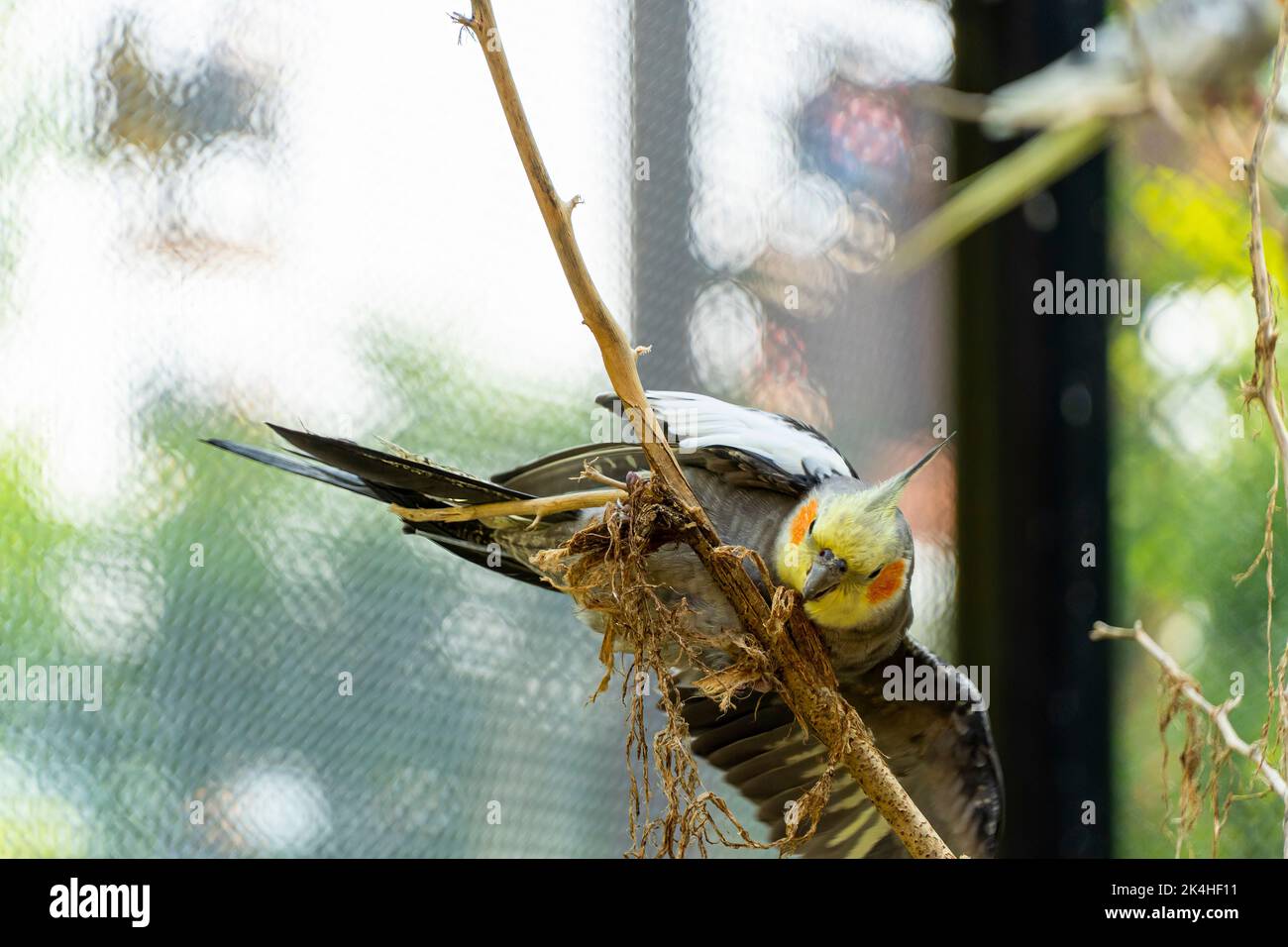 Nymphicus hollandicus, farbenfroher Vogel mit Bokeh im Hintergrund, gelbe und graue Nymphe, schöner Gesang, mexiko Stockfoto