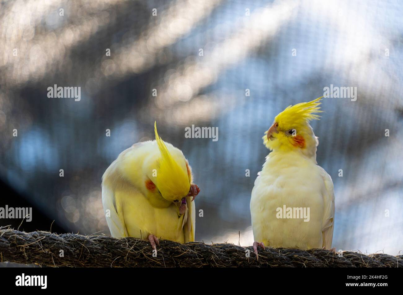 Nymphicus hollandicus, farbenfroher Vogel mit Bokeh im Hintergrund, gelbe und graue Nymphe, schöner Gesang, mexiko Stockfoto