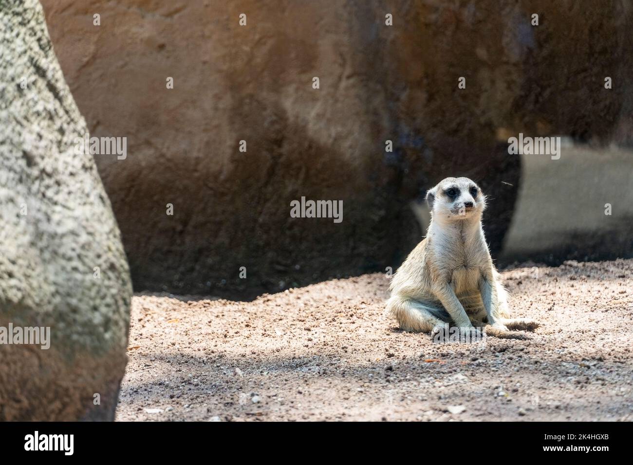 Erdmännchen, Suricata suricatta, sitzend auf einem steinernen ruhenden, haarigen Tier, mexiko Stockfoto