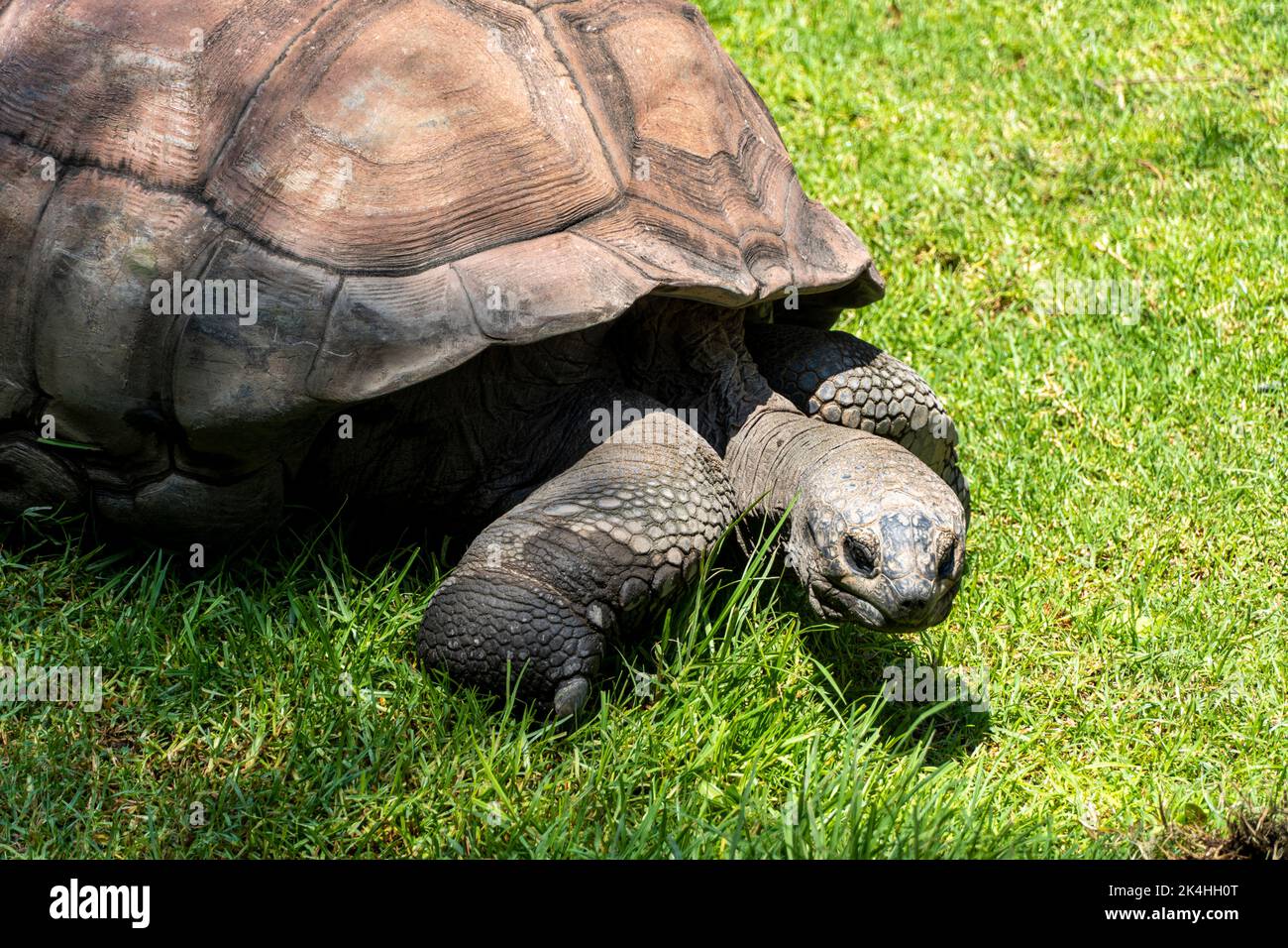 Riesige Schildkröte, Aldabrachelys gigantea, Nahrungssuche auf dem Feld, ruht im Schatten eines Baumes. mexiko Stockfoto