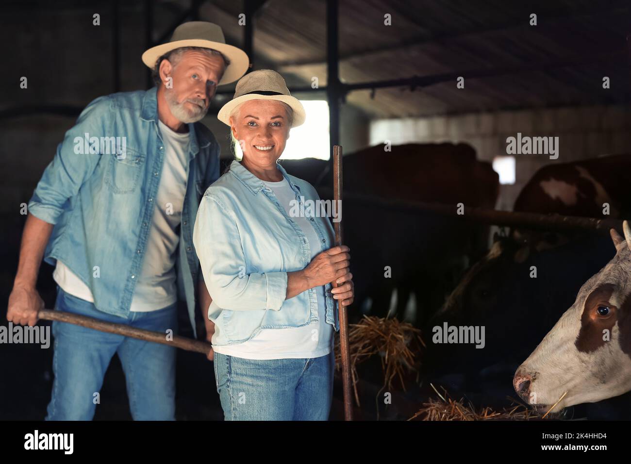 Portrait von reifen Bauern im Kuhstall Stockfoto