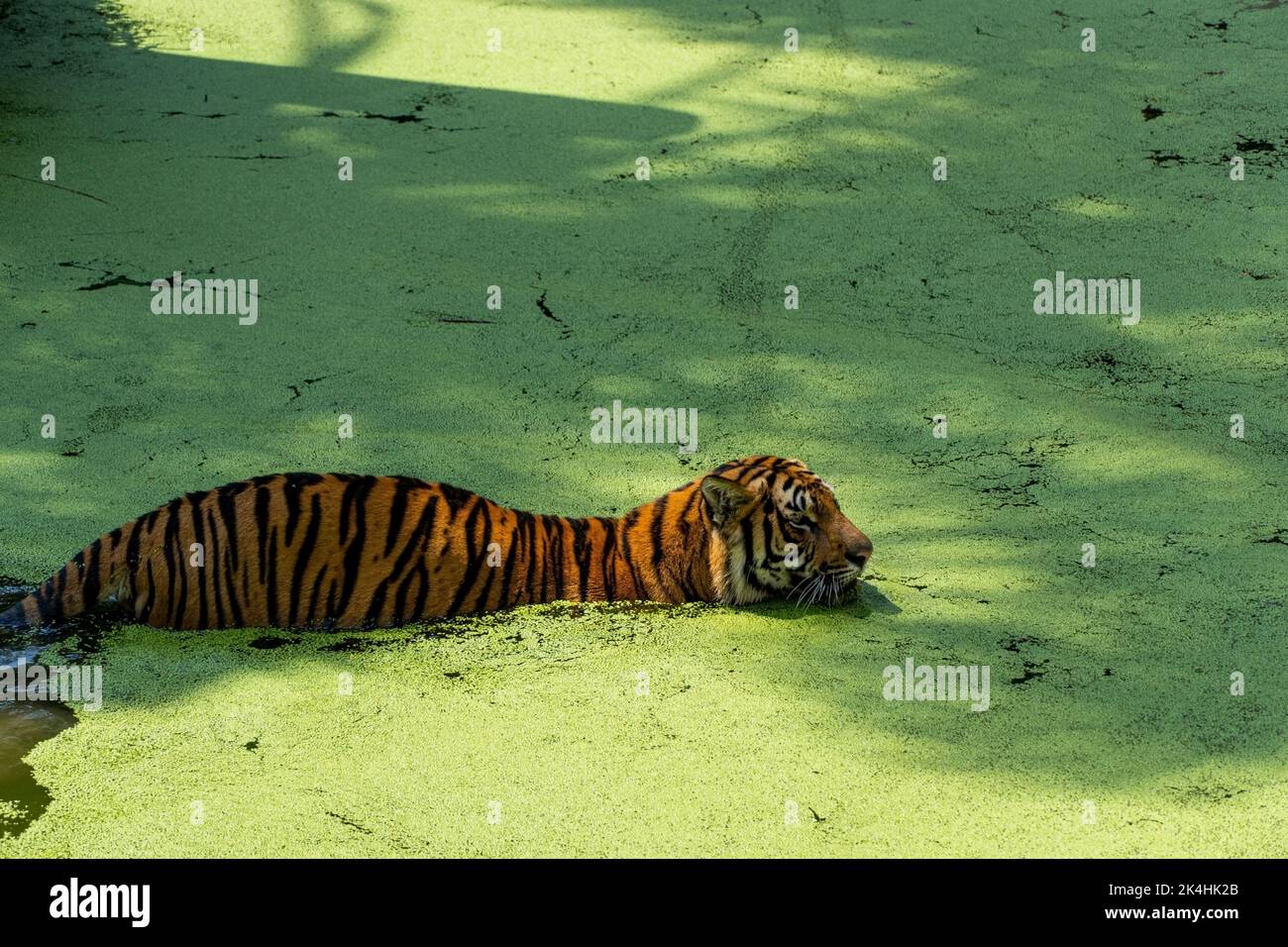 bengaltiger, Panthera tigris tigris, Schwimmen zum Abkühlen, schöne große Katze, mexiko, Stockfoto