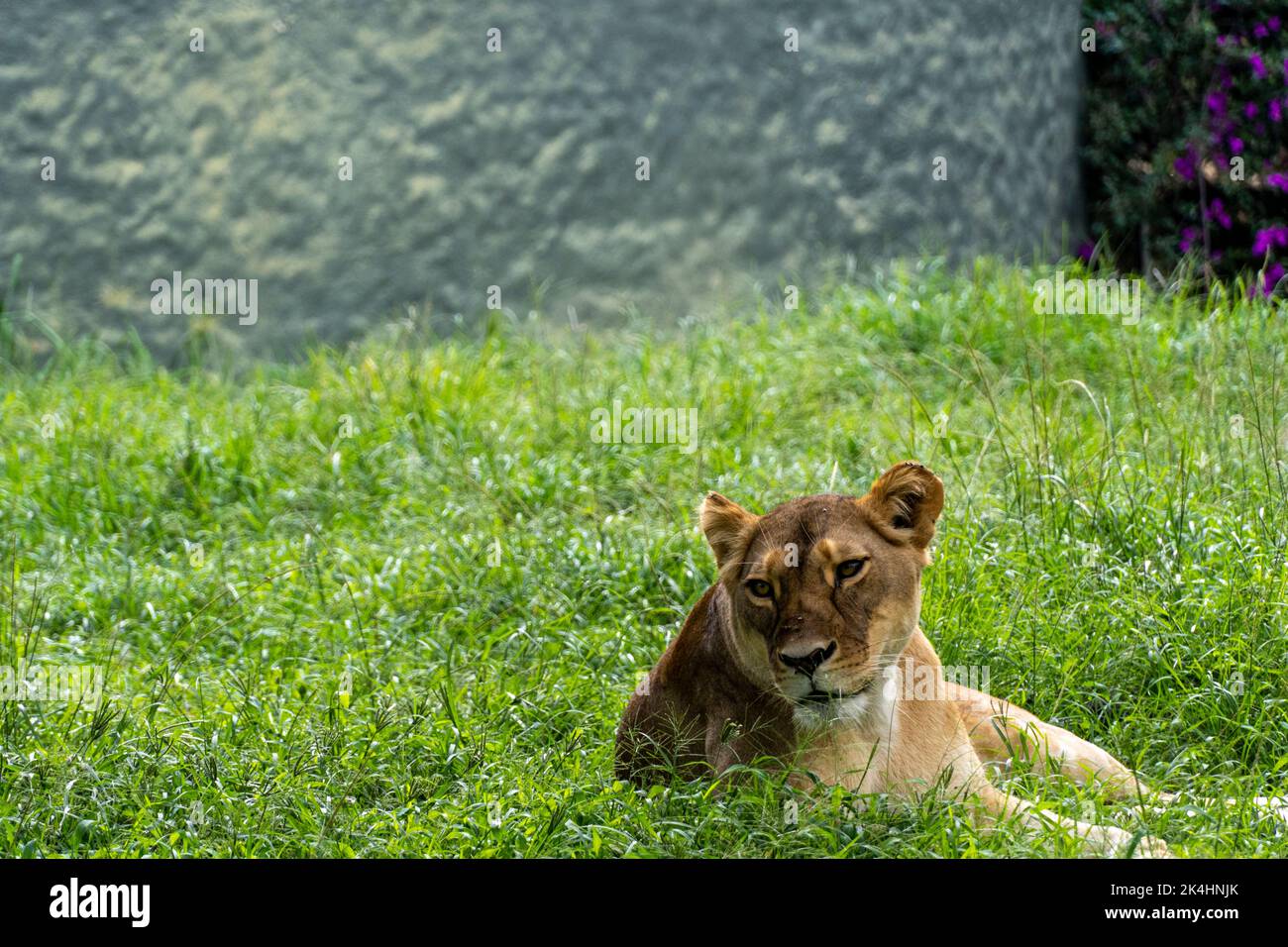 Panthera leo, Löwin, die auf dem Gras sitzt und sich ausruht, Zoo guadalajara, mexiko Stockfoto