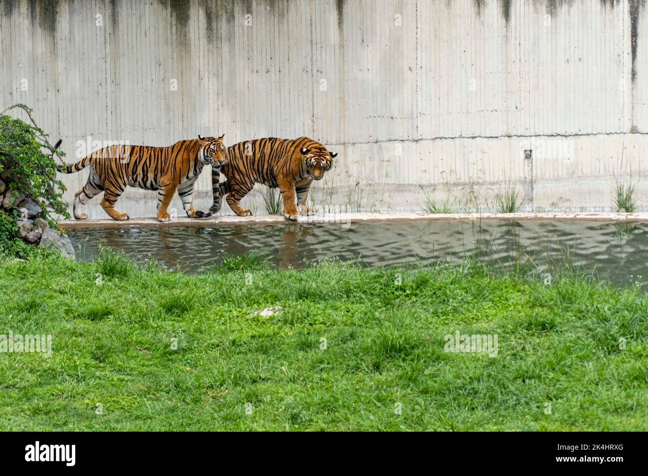bengaltiger, Panthera tigris tigris, Schwimmen zum Abkühlen, schöne große Katze, mexiko, Stockfoto