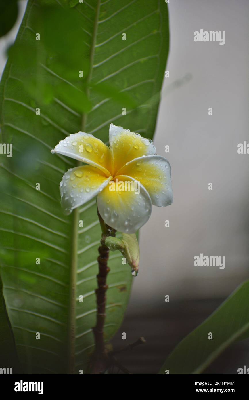 Plumeria Blumenfoto Stockfoto