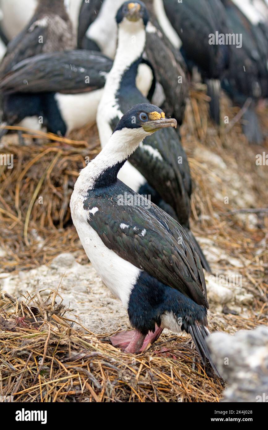 Imperial Cormorant auf seinem Nest in Tierra Del Fuego Stockfoto