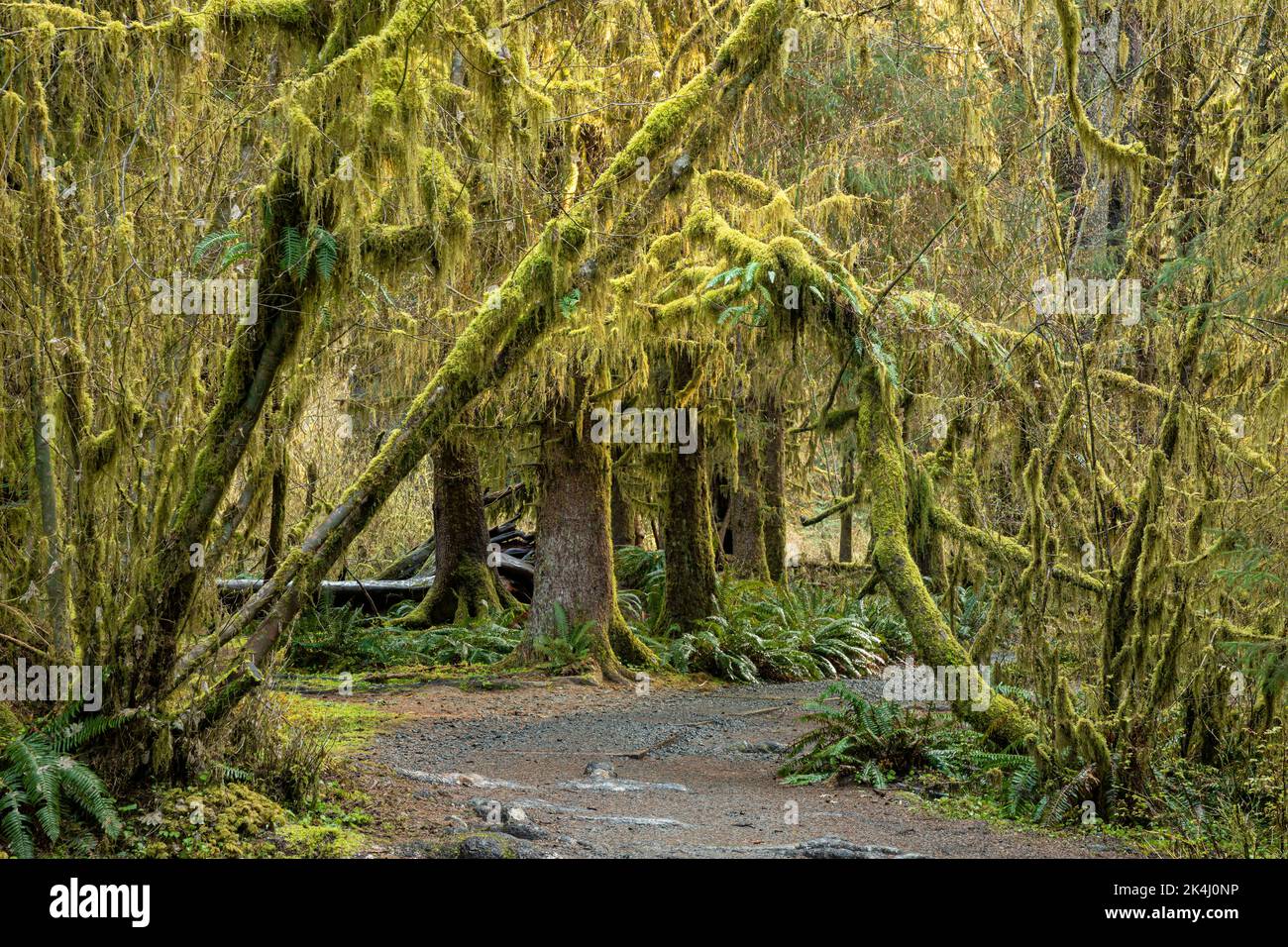 WA22120-00...WASHINGTON - Moos bedeckten Big Leaf Ahornbäume und eine Untergeschichte westlicher Schwertfarne in der Hall of Mosses, einem Teil der Hoh Rain Fores Stockfoto