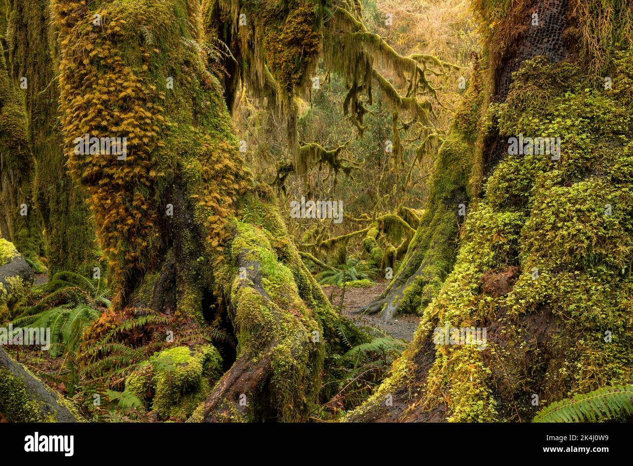 WA22127-00...WASHINGTON - Ehrwürdige, alte, großblättrige Ahornbäume entlang der Hall of Mosses Nature Loop im Hoh Rain Forest, Teil von Olympic Nat Stockfoto