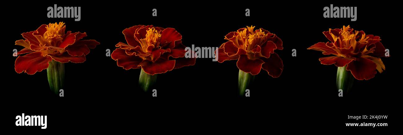 Set aus französischen Ringelblumen, Tagetes-Patula, goldgelbe und dunkelrote Blütenköpfe auf schwarzem Hintergrund isoliert, Kollektion Stockfoto