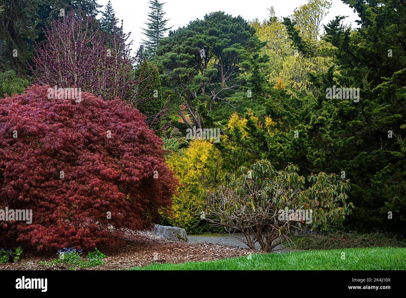 WA22136-00...WASHINGTON - farbenfrohe Blätter und neues Wachstum während der Frühjahrssaison in Kubota Gardens, einem Stadtpark von Seattle. Stockfoto