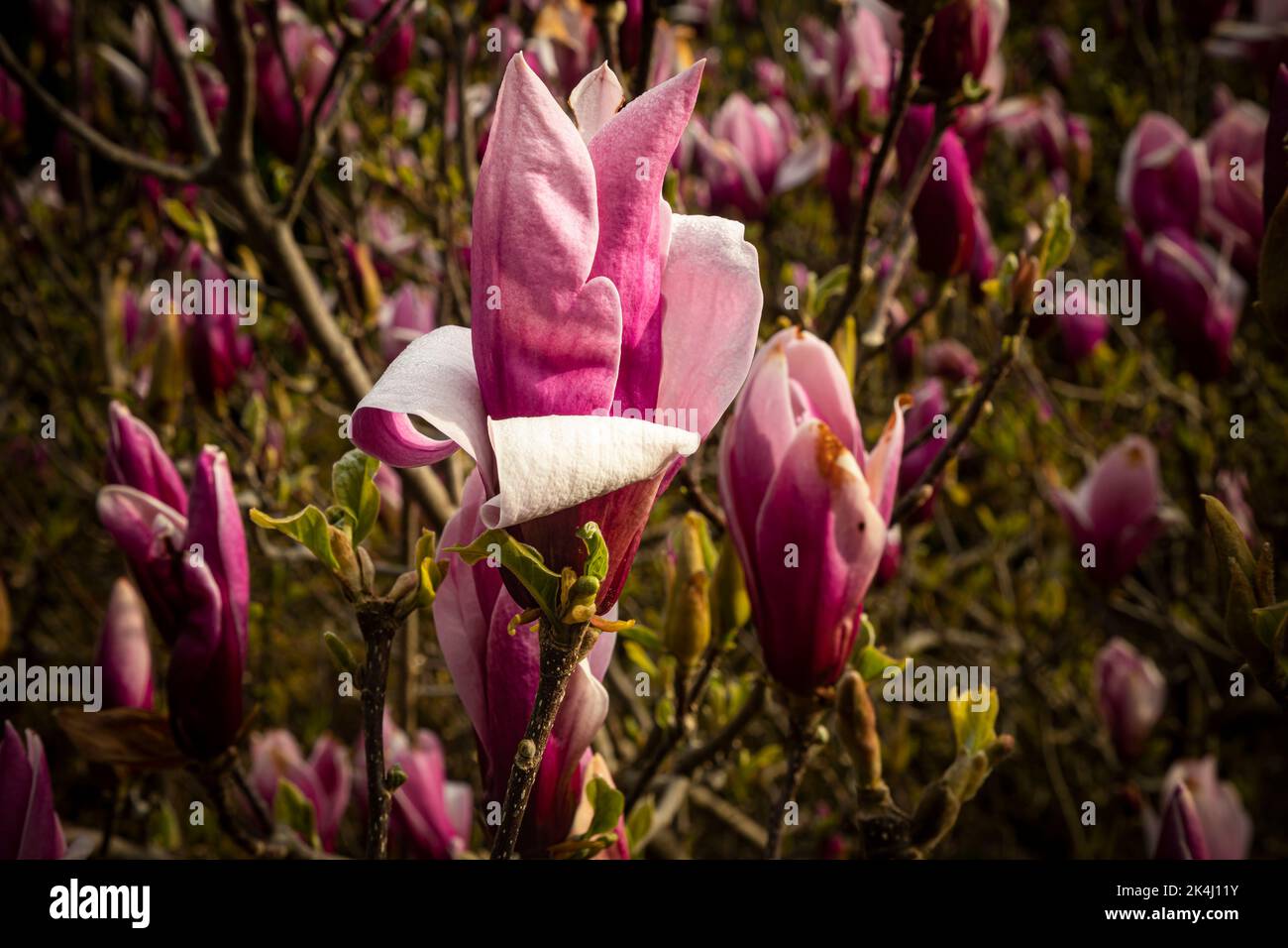 WA22139-00...WASHINGTON - große rosa und weiße Blumen bedecken diese weiße Magnolie im Kubota Gardens Park in Seattle. Stockfoto