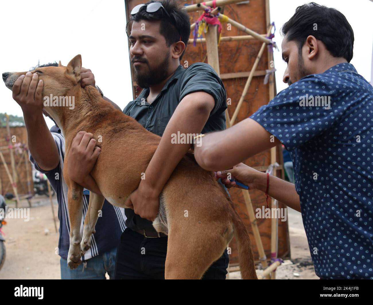 Ein Freiwilliger einer NGO namens Pawsome versucht, einen Hund mit einem Netz zu fangen, um den Anti-Tollwut-Impfstoff (ARV) für Straßenhunde während einer Spezialkampagne anlässlich des Welttages der Tollwut in Agartala zu verabreichen. Tripura, Indien. Stockfoto