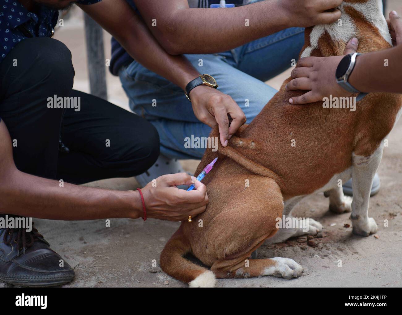 Ein Freiwilliger einer NGO namens Pawsome versucht, einen Hund mit einem Netz zu fangen, um den Anti-Tollwut-Impfstoff (ARV) für Straßenhunde während einer Spezialkampagne anlässlich des Welttages der Tollwut in Agartala zu verabreichen. Tripura, Indien. Stockfoto