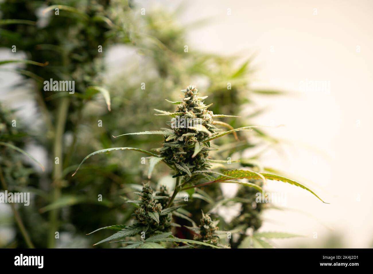 Marihuanafarmindustrie. Wunderschöne Makro- und Mikroaufnahmen. Grünhaus, Outdoor, Innenpflanzen. Cannabis ernten, Unkraut Pflanzen und mehr. Stockfoto