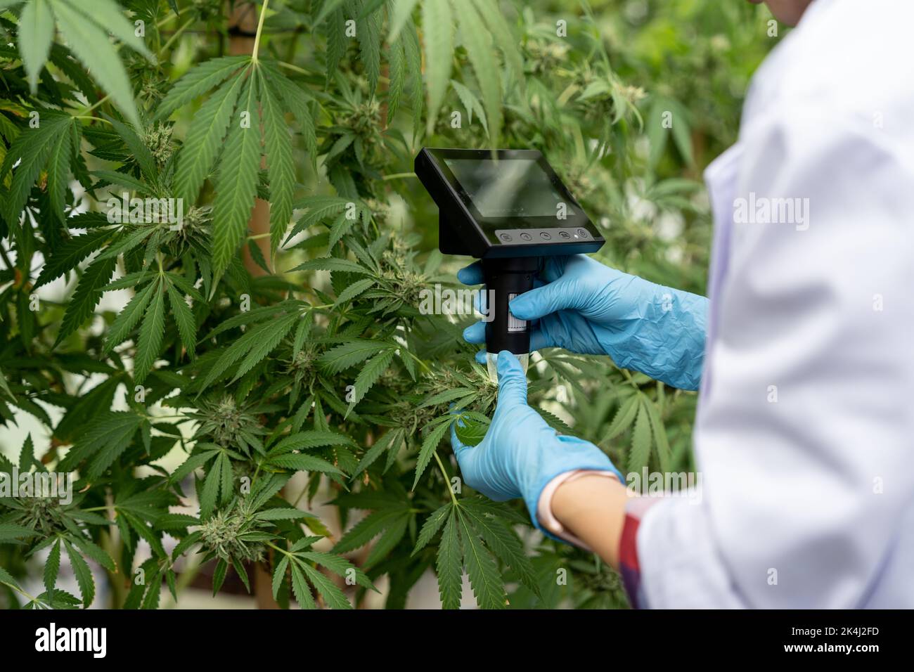 Wissenschaftler mit Maske überprüft Hanfpflanzen in einem Gewächshaus. Konzept der pflanzlichen Alternativmedizin, cbd-Öl, Pharmazeptische Industrie Stockfoto