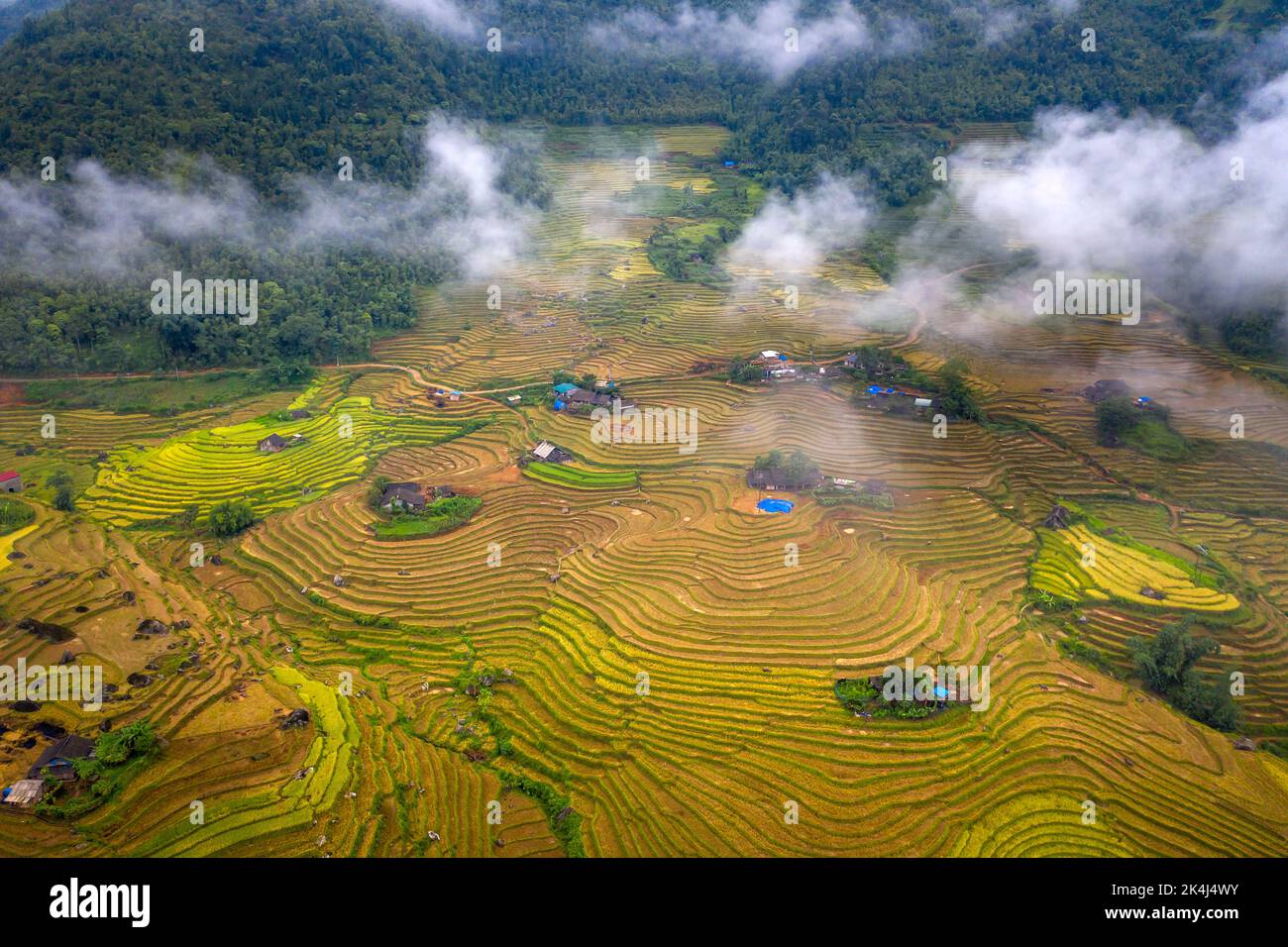 Bewundern Sie die wunderschönen terrassenförmigen Felder in der Gemeinde Y Ty im Bezirk bat Xat in der Provinz Lao Cai im Nordwesten Vietnams am Tag der reifen Reisernte. Ländliche Gebiete Stockfoto