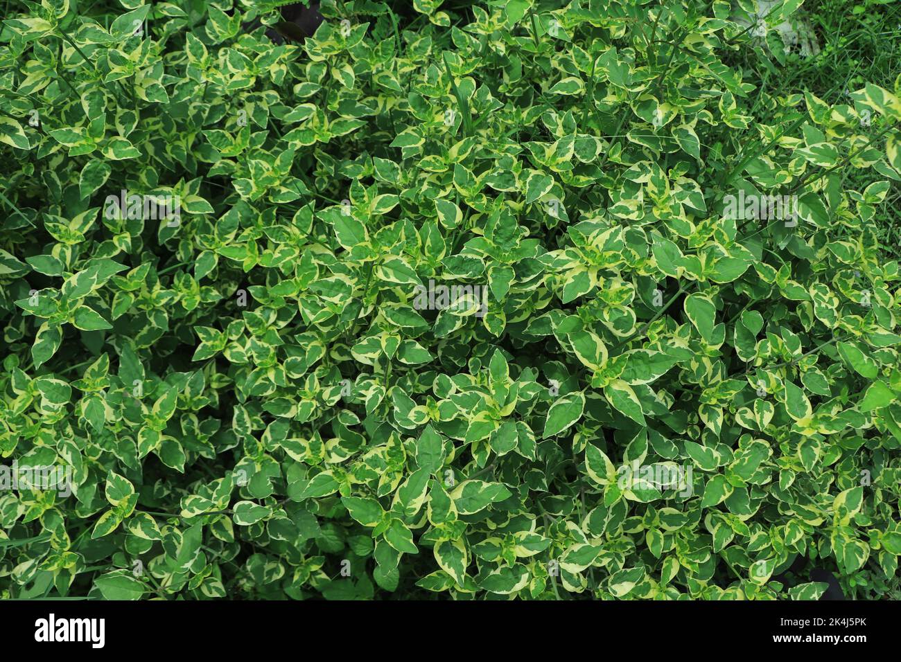 Grüne Blätter Textur Hintergrund, grünes Blatt Stockfoto