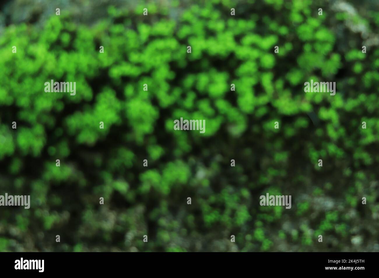 Grünes Moos verwischt den Hintergrund auf der Wandoberfläche Stockfoto