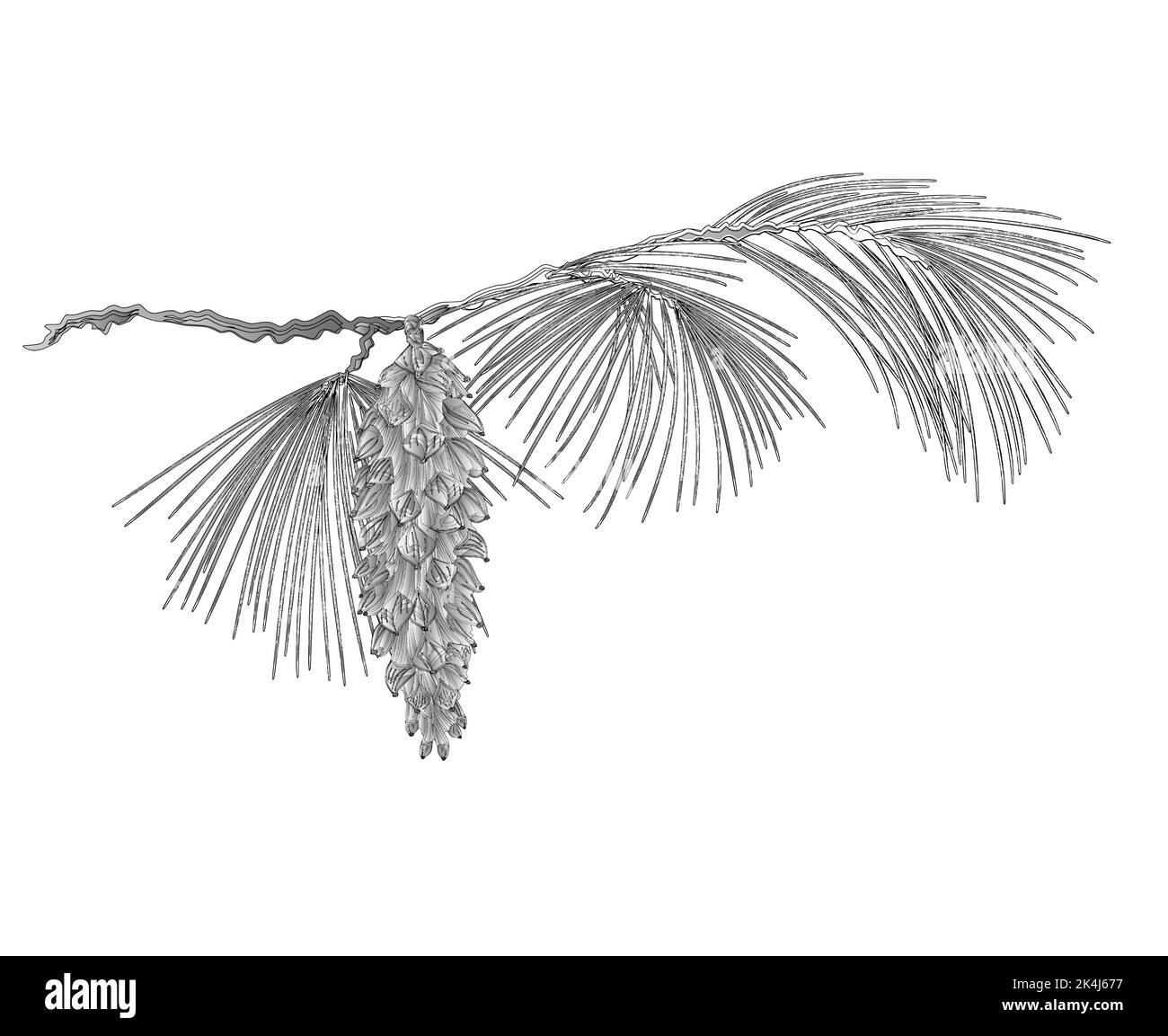 Kiefernzweig mit Kiefern als Vintage Gravur Vektor Stock Vektor