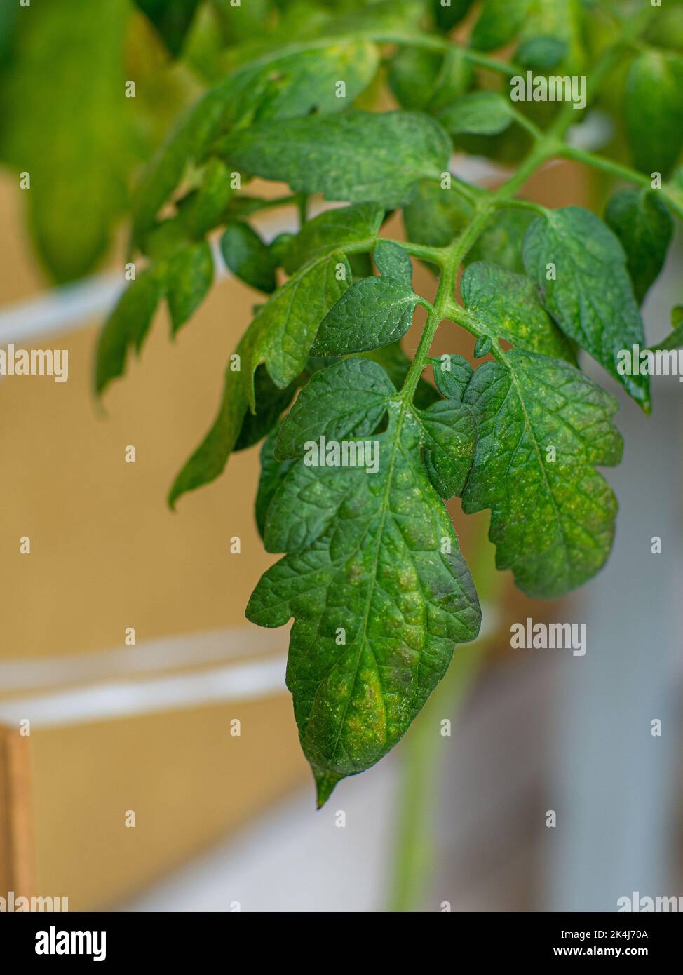 Pilzkrankheit auf den Tomatenblättern. Stockfoto