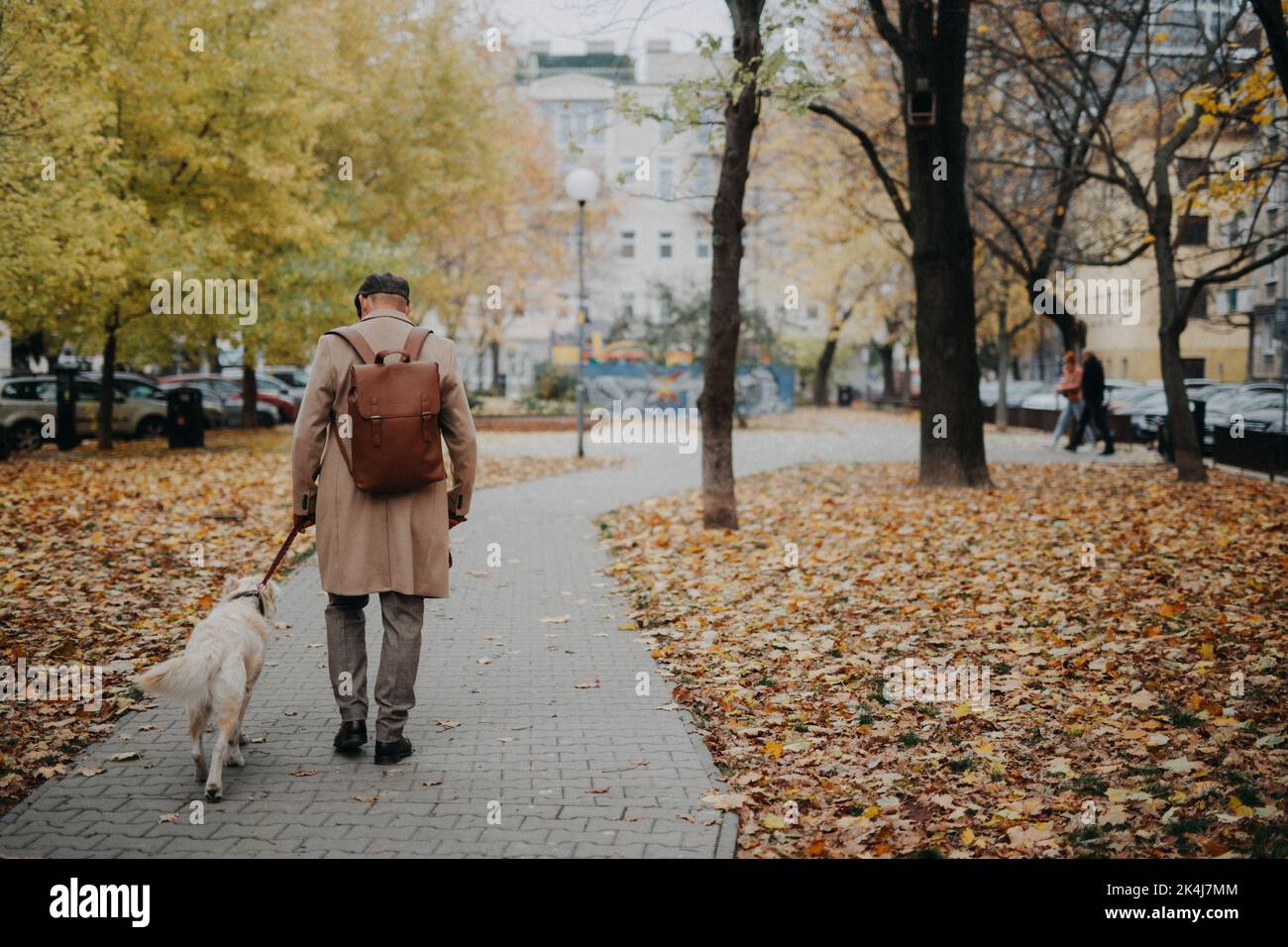 Rückansicht eines eleganten älteren Mannes, der während des kalten Herbsttages im Stadtpark mit seinem Hund unterwegs ist. Stockfoto