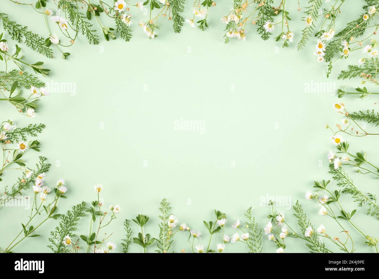 Pastellgrünes Gras mit weißen Blüten als ovaler Rahmen auf hellgrünem Hintergrund, minimale flache Lage mit Kopierraum Draufsicht. Minimalistischer Grüngras-Fla Stockfoto