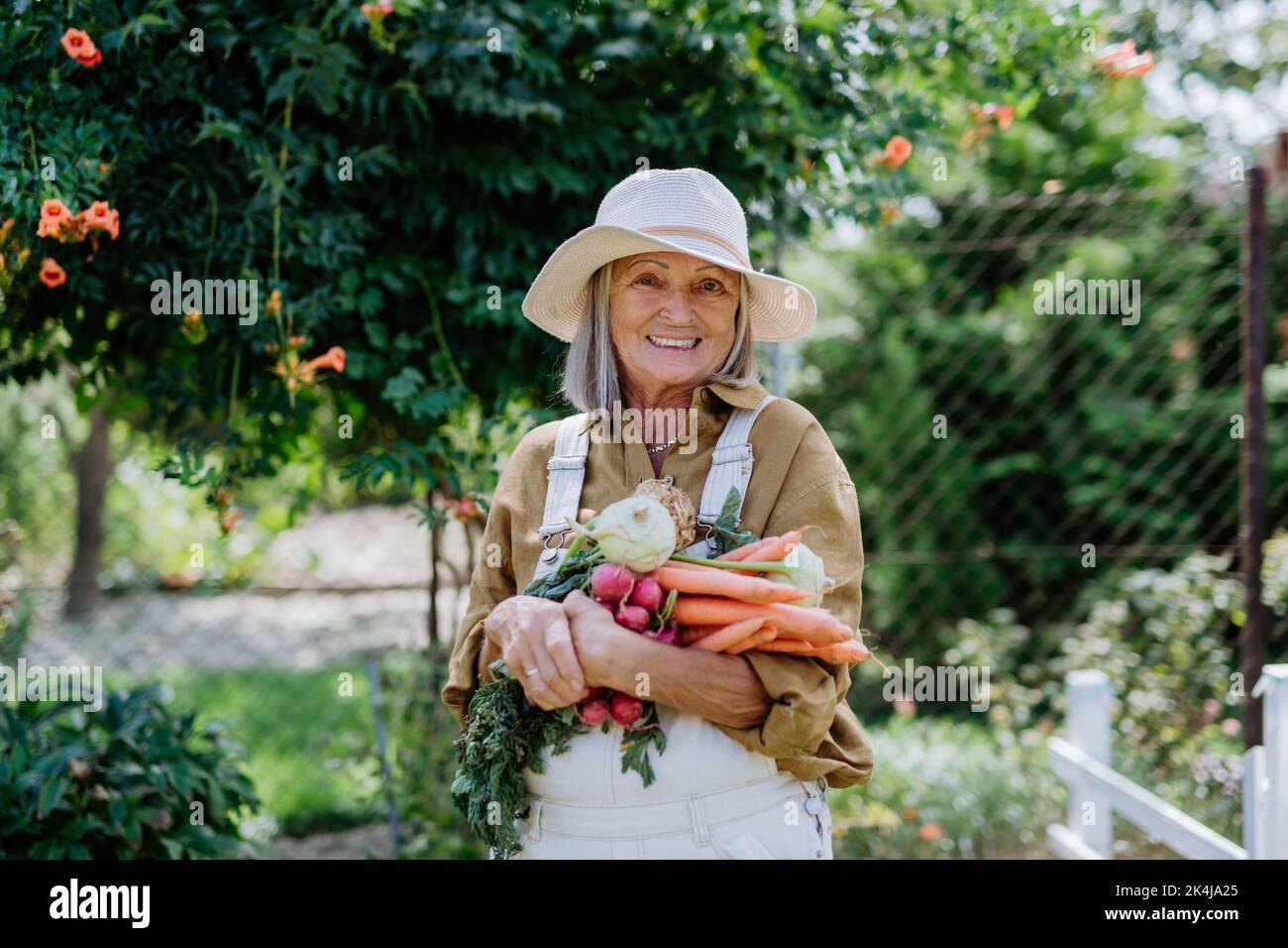 Glückliche ältere Frau posiert mit dem Sammeln von Gemüse aus ihrem Garten. Stockfoto