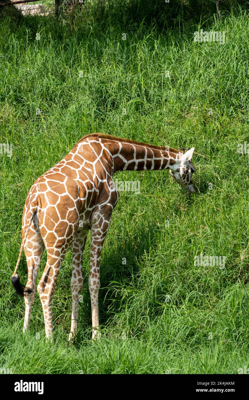 Giraffa camelopardalis reticulata Giraffe auf der Suche nach Nahrung in einem grünen Feld voller Vegetation, mexiko, Stockfoto