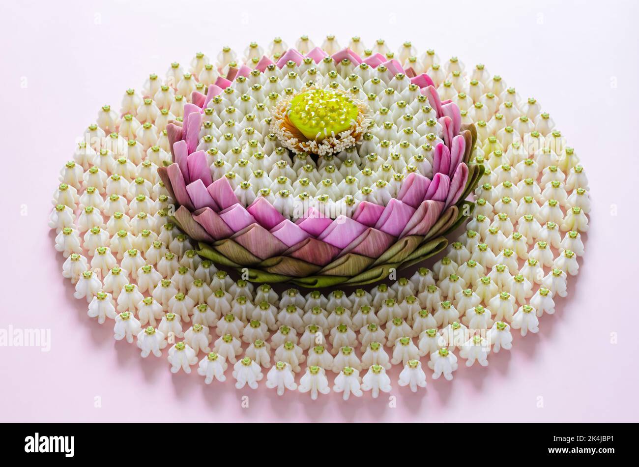 Das rosa Lotusblütenblatt krathong für Thailand das Loy Krathong Festival schmückt mit seinem Pollen und seiner Kronenblume auf rosa Hintergrund. Stockfoto