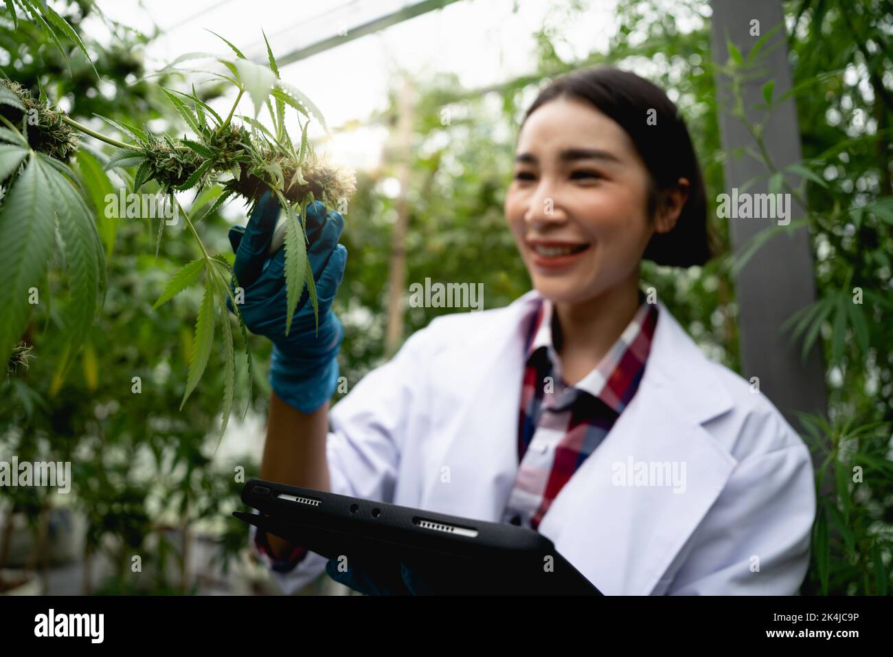 Wissenschaftlerinnen untersuchen den Cannabisurlaub und zeichnen das Ergebnis auf digitalen Tabletten, Cannabisanbauexperimenten und den gesetzlichen Daten auf Stockfoto