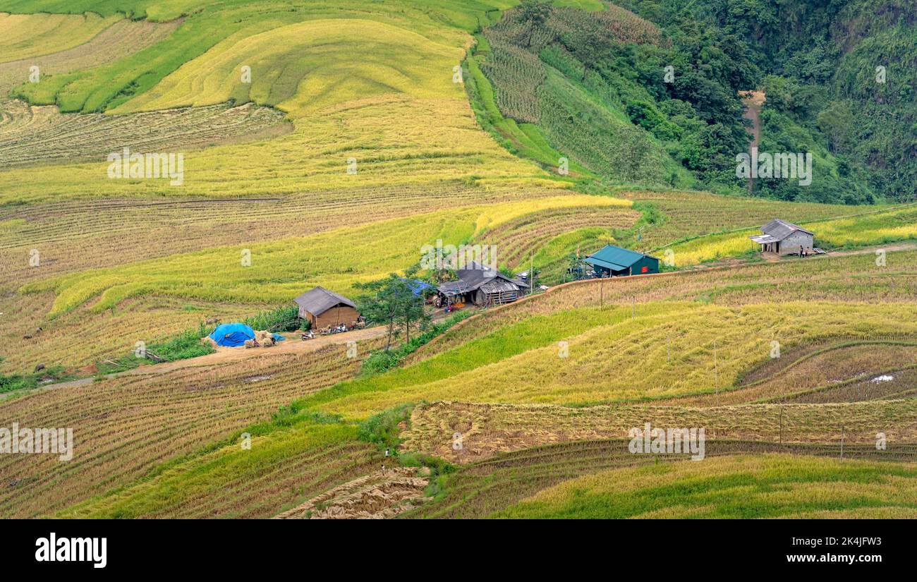 Bewundern Sie die wunderschönen terrassenförmigen Felder in der Gemeinde Y Ty im Bezirk bat Xat in der Provinz Lao Cai im Nordwesten Vietnams am Tag der reifen Reisernte. Ländliche Gebiete Stockfoto