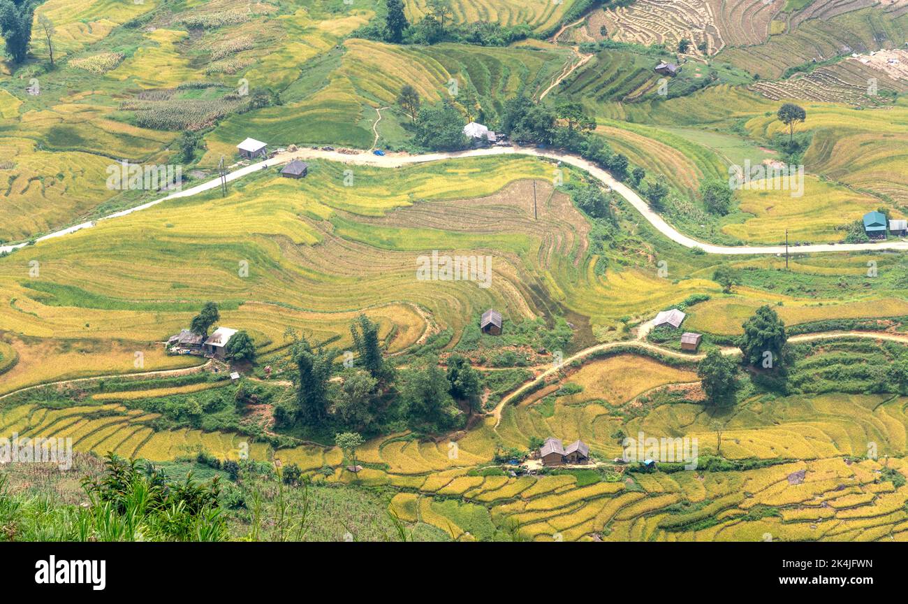 Bewundern Sie die wunderschönen terrassenförmigen Felder in der Gemeinde Y Ty im Bezirk bat Xat in der Provinz Lao Cai im Nordwesten Vietnams am Tag der reifen Reisernte. Ländliche Gebiete Stockfoto