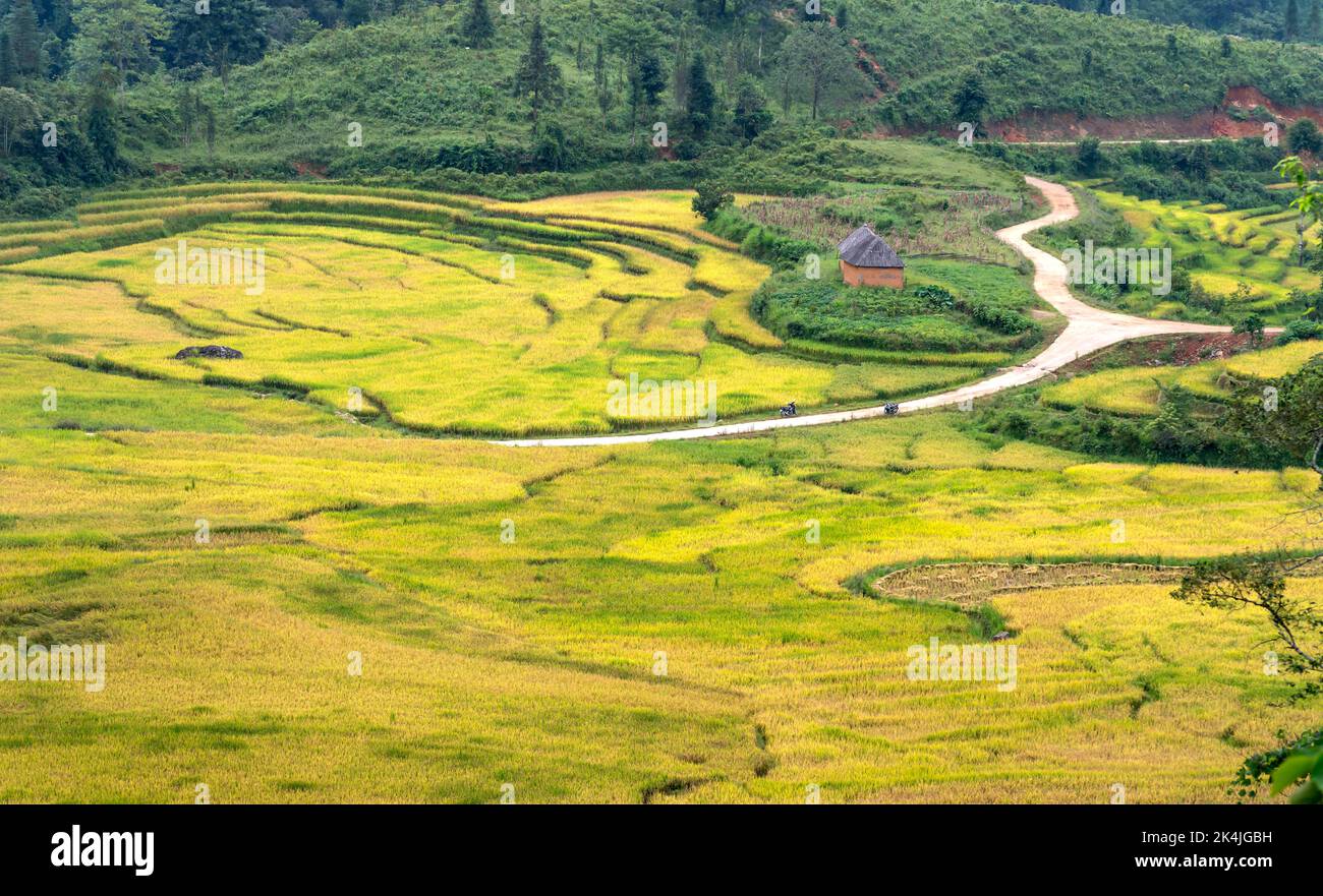 Bewundern Sie die wunderschönen terrassenförmigen Felder in der Gemeinde Y Ty im Bezirk bat Xat in der Provinz Lao Cai im Nordwesten Vietnams am Tag der reifen Reisernte. Ländliche Gebiete Stockfoto