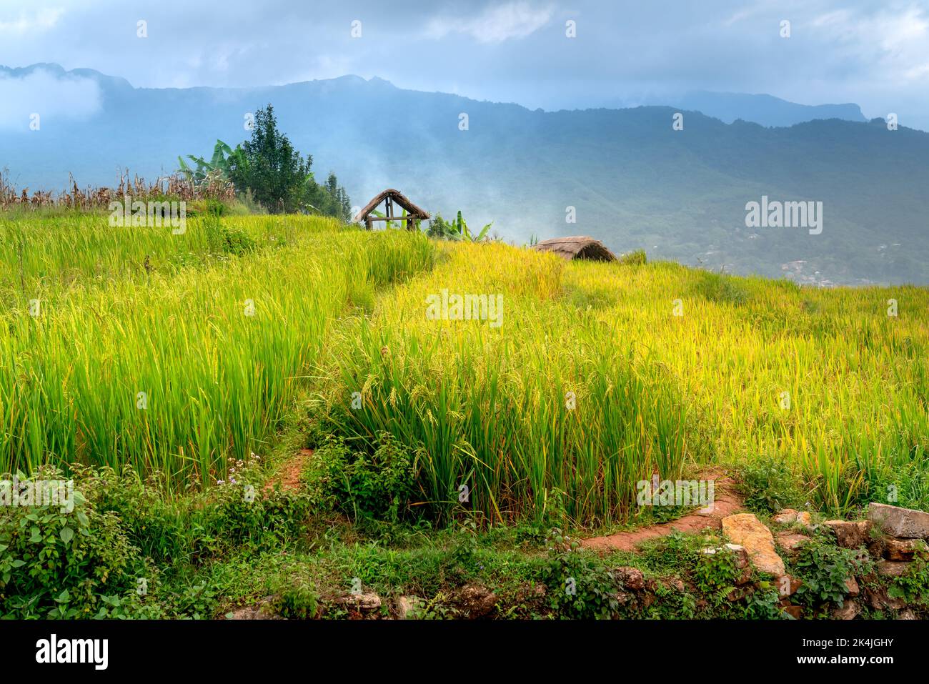 Bewundern Sie die wunderschönen terrassenförmigen Felder in der Gemeinde Y Ty im Bezirk bat Xat in der Provinz Lao Cai im Nordwesten Vietnams am Tag der reifen Reisernte. Ländliche Gebiete Stockfoto