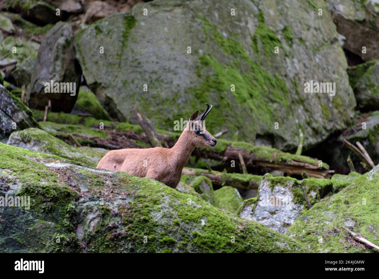 Bergziegenskulptur der Pyrenäen in Benasque. Stockfoto