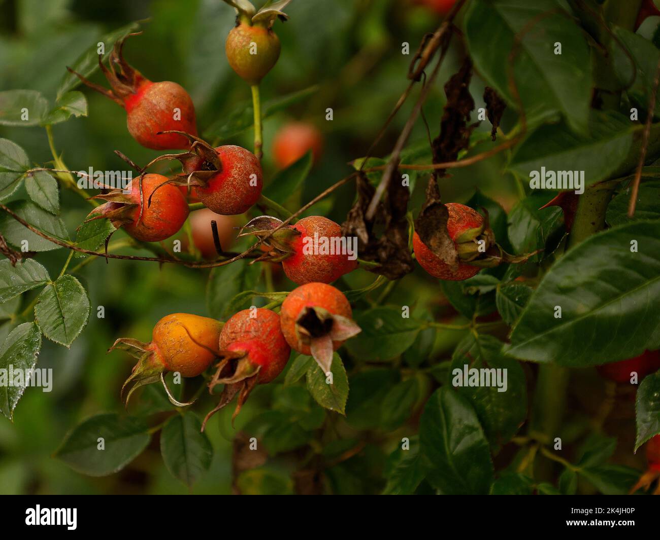 Nahaufnahme der orangefarbenen Hagebutten der Klettergartenrose Rosa Summertime im Spätsommer. Stockfoto