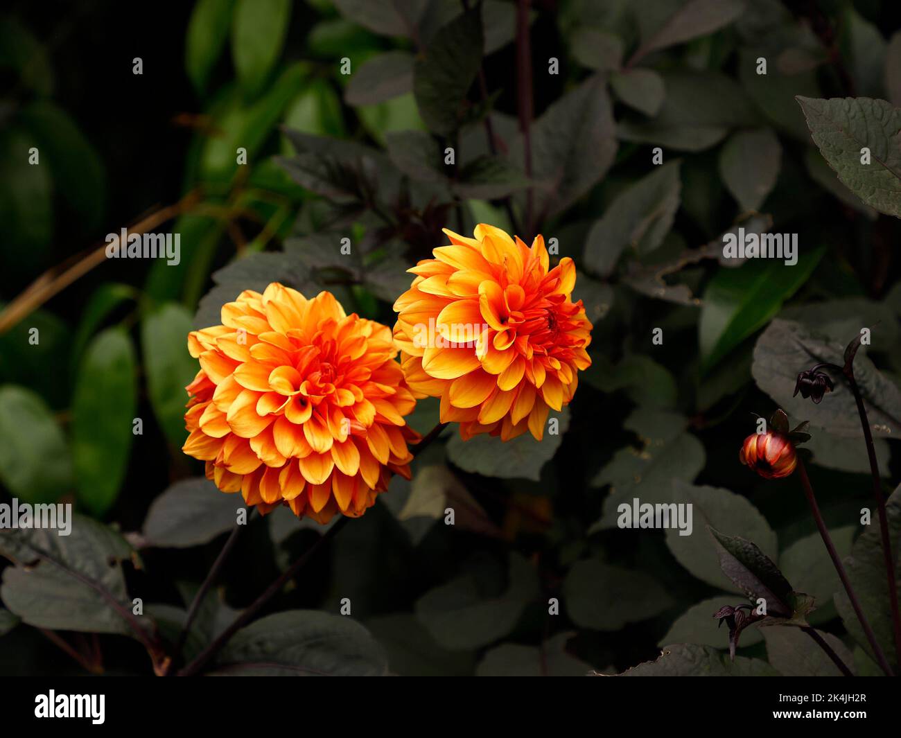Nahaufnahme einer orangefarbenen Blume einer Gartendahlie, die im Sommer in Großbritannien blüht. Stockfoto