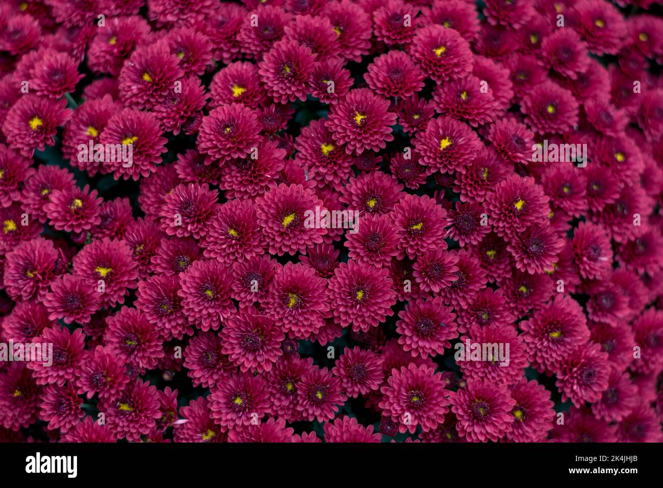 Herbstliche lila Chrysantheme Blume Hintergrund Stockfoto