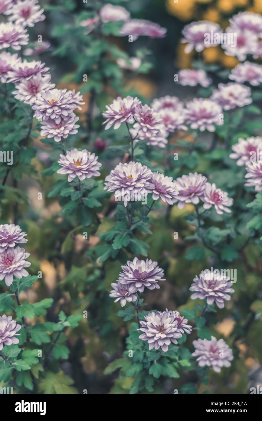 Herbstliche weiche Chrysantheme Blume Hintergrund Stockfoto